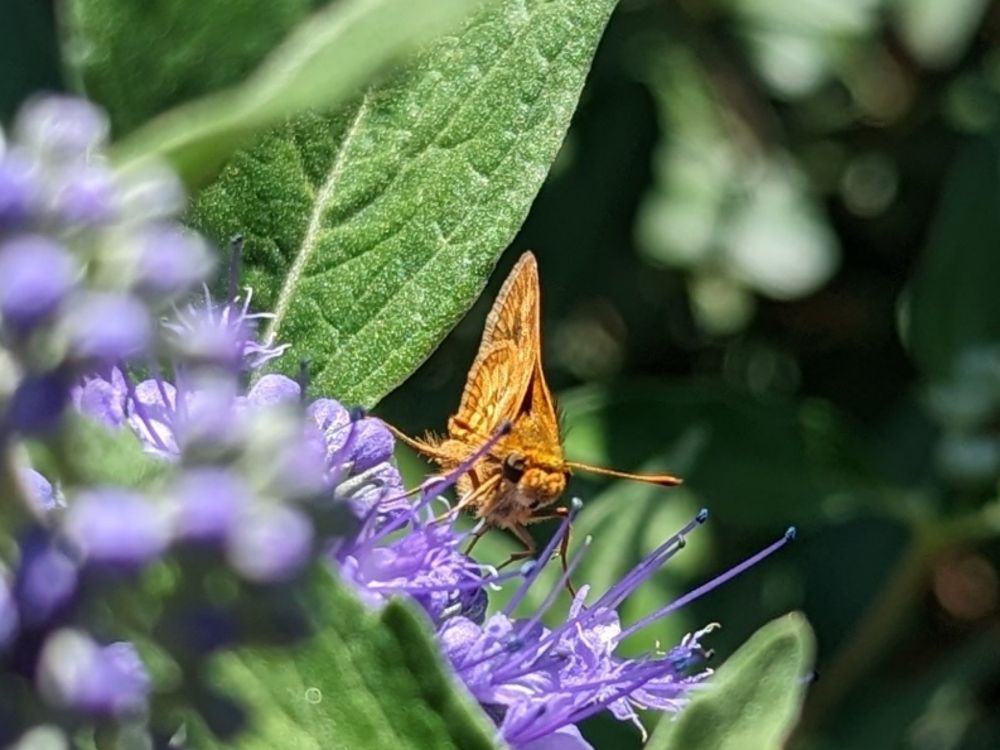 Peck's Skipper