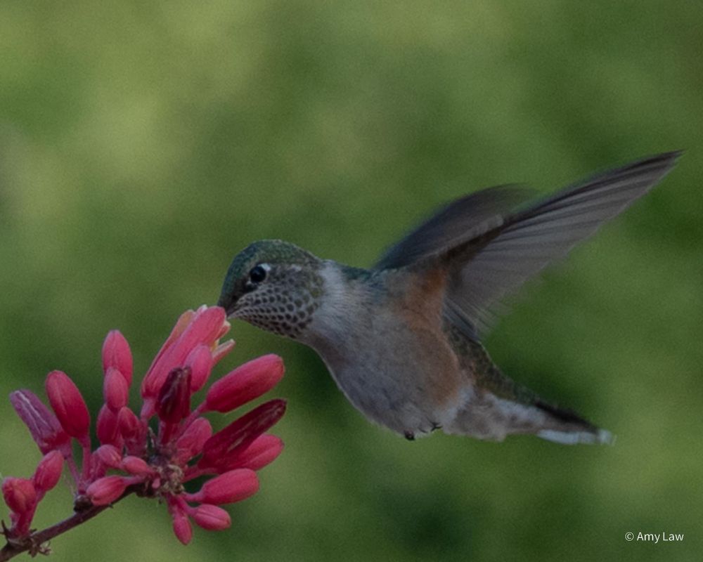 More Hummingbirds