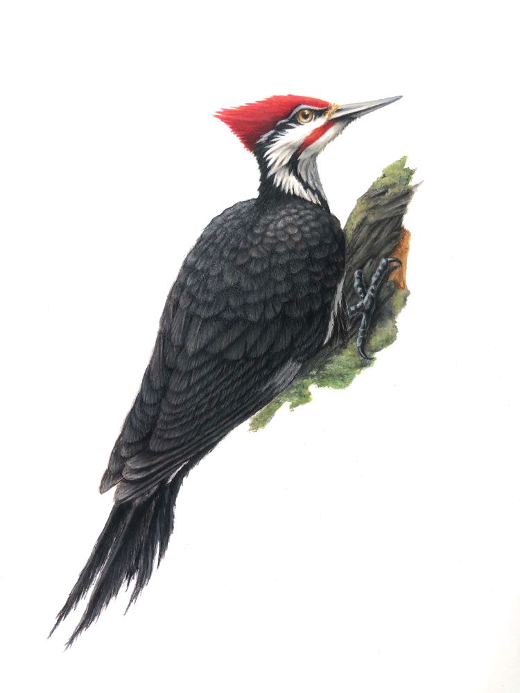 Pileated Woodpecker scaling a moss cover oak tree