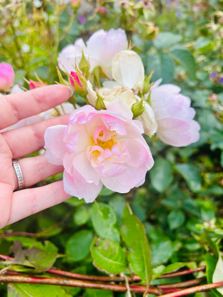 A hand holding a white and pink blooming rose