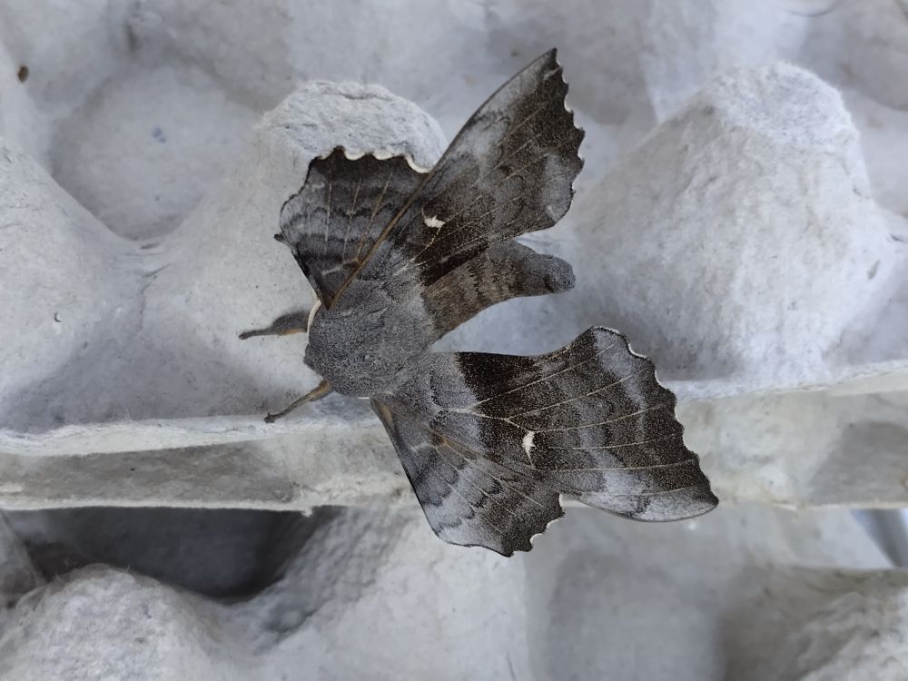 Large, grey moth called a Poplar hawk-moth on egg box