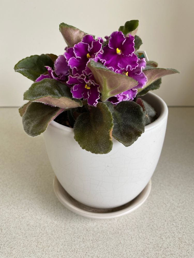 A vigorously flowering purple frilled African Violet plant in a small white ceramic pot.