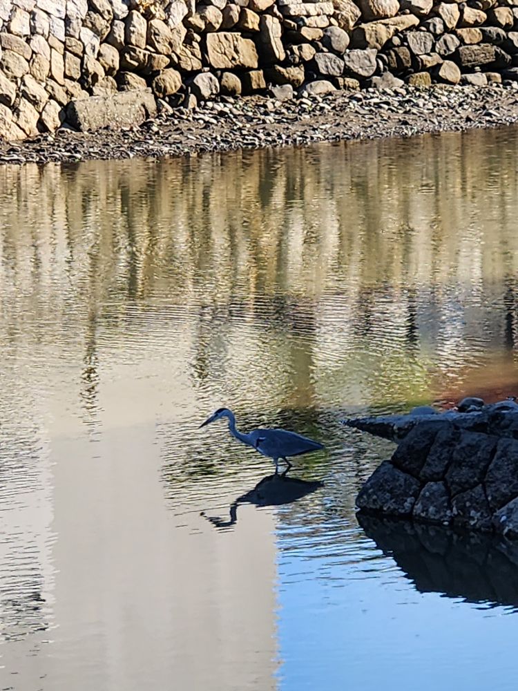 お堀にいたアオサギちゃん