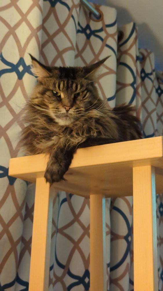 Brown and black tabby Maine Coon cat lying on her cat tree