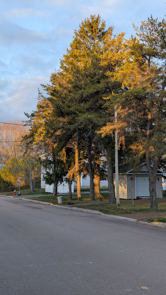 Sunrise shining on trees and buildings, grey clouds in the sky and a flash of blue sky