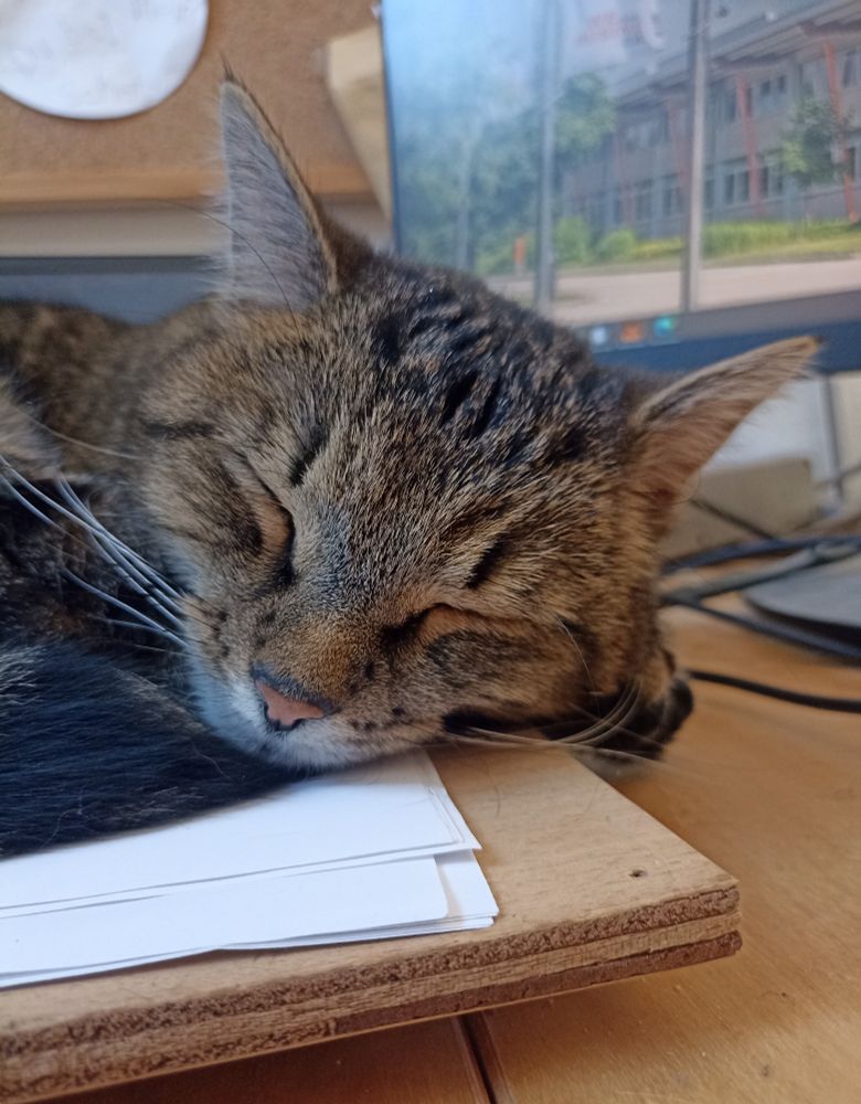 Schlafender getigerter Kater in Großaufnahme 