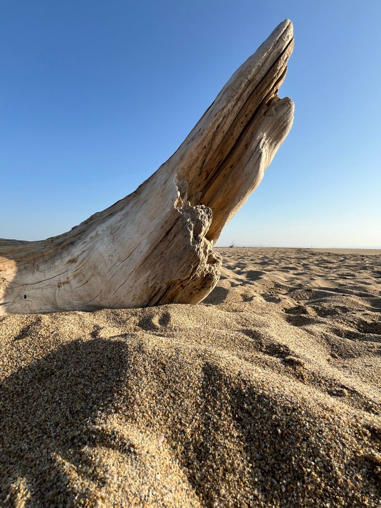 8h30 au bord de la mer à La Franqui dans l’Aude. Un morceau de bois flotté sur la plage, dressé vers le ciel bleu de la Méditerranée avec en avant plan et l’arrière plan le sable doré de la plage 😊
