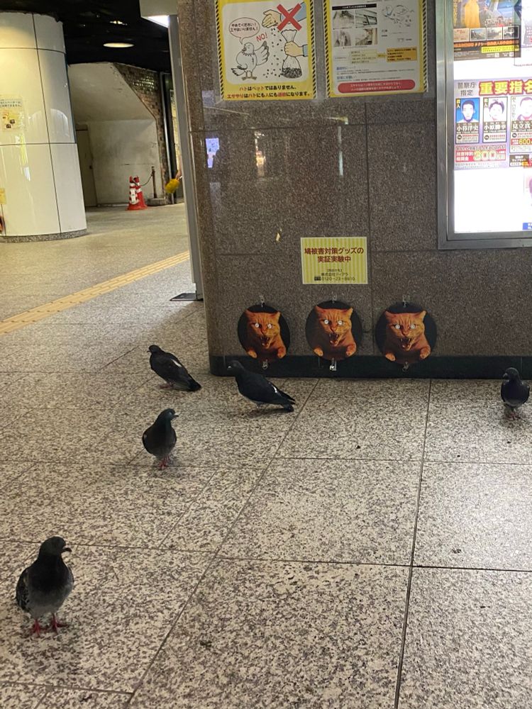 駅構内での鳩被害対策グッズの実証実験の写真、鳩がたくさん集まっている