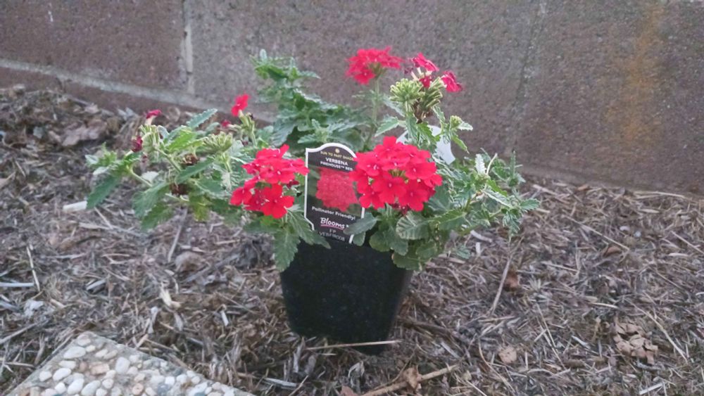A planter of red flowers. Verbena Firehouse Red.