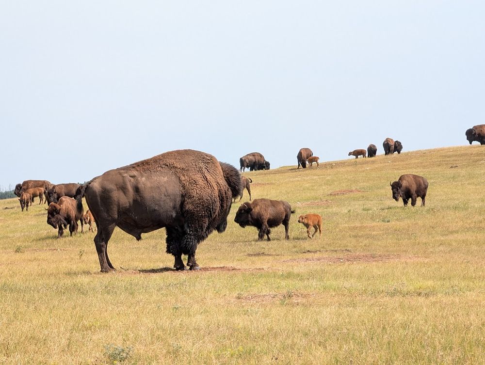 bison of all ages on the grasslands of the Badlands in South Dakota