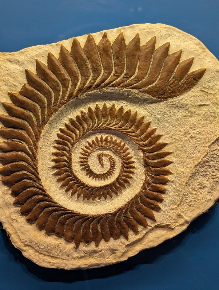 a "tooth wheel" from a helicoprion shark. this fossil is at the royal ontario museum in toronto. 