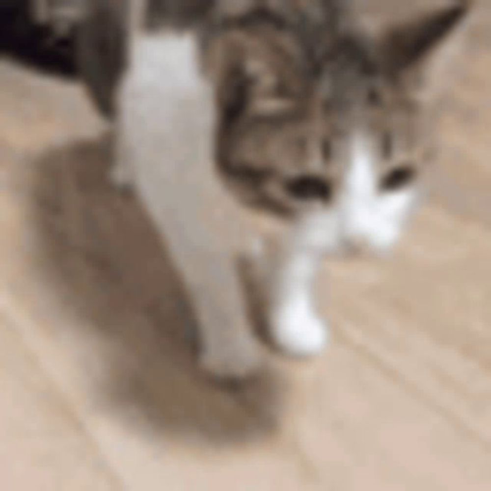 a cat is walking on a wooden floor and looking at the camera .