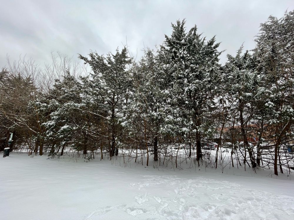 Snowy scene of pine trees with snow on them. A yard of snow, partially undisturbed and partially filled with tracks 