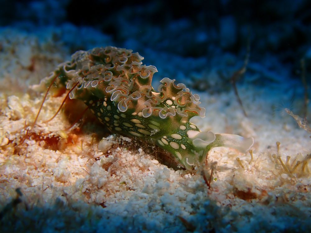Underwater shot of a green spotted sea lettuce slugs with pretty white frills on sand
