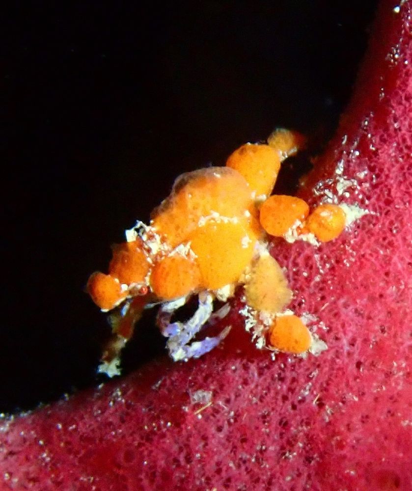 Underwater shot of a very small crab like creature with an orange carapace, purple legs and red eyes. Hanging out on a pink sponge