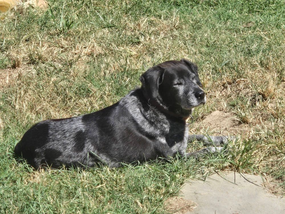 Jerry, a black and grey hound mix, basks in the sun.