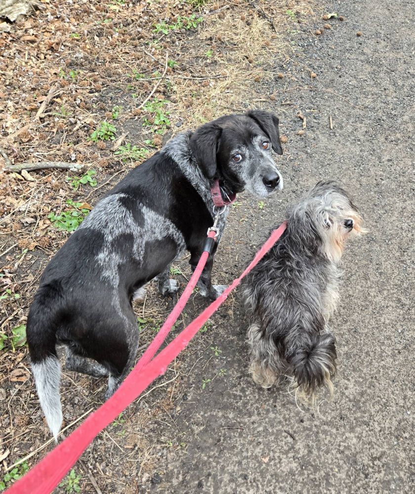 Two dogs - a black and grey hound named Jerry on the right and a grey shih tzu mix named Nugget on the left - both with red leashes look back towards the camera.