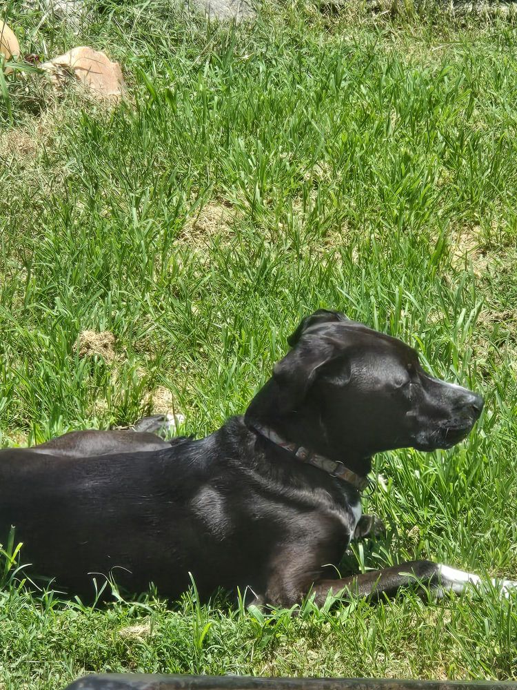 A mostly black dog wkth a white streak on his snout and white socks sunbathes in the grass.