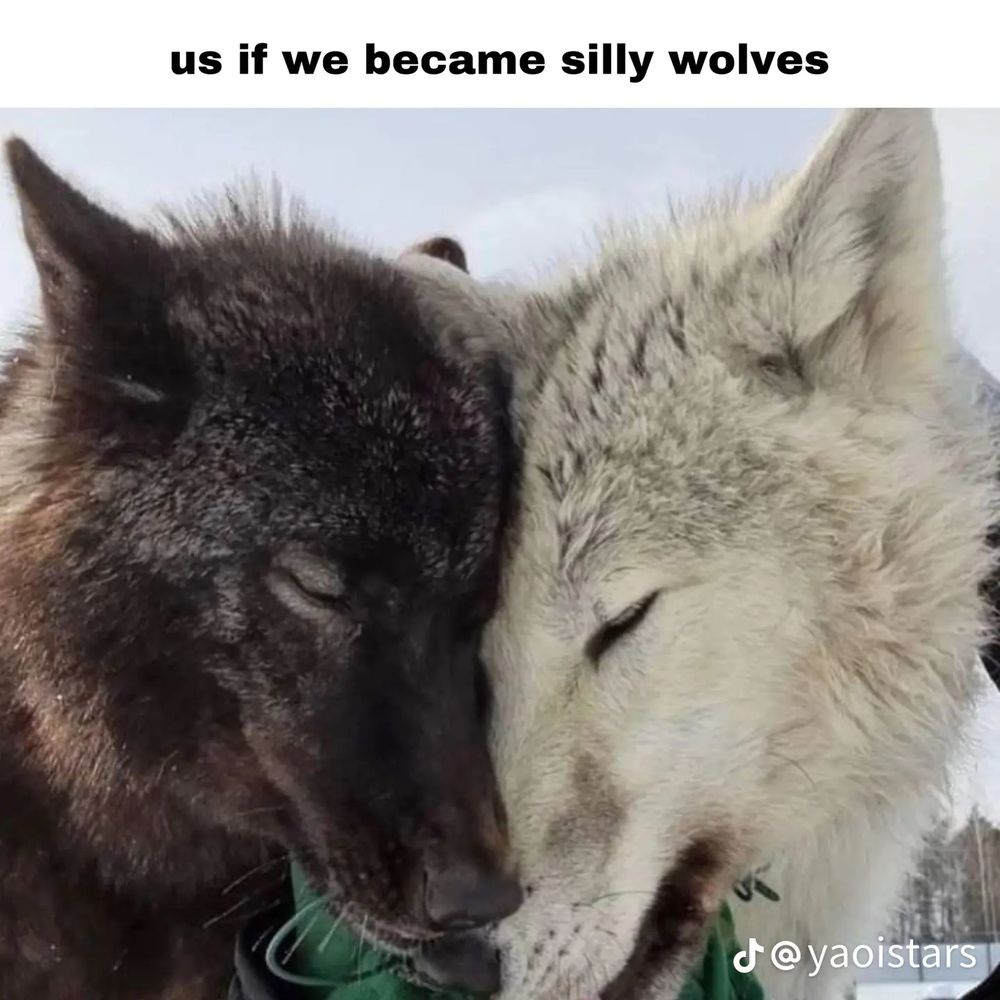 us if we became silly wolves
