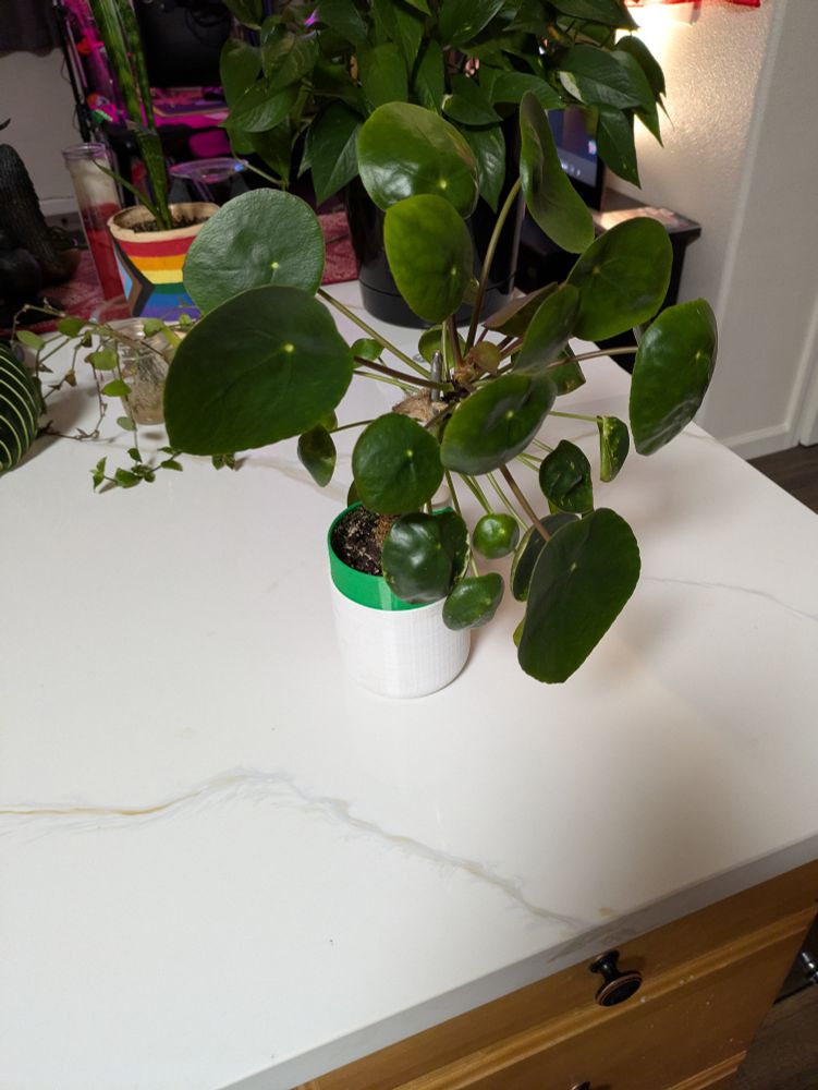 Another picture of the happy looking money plant 