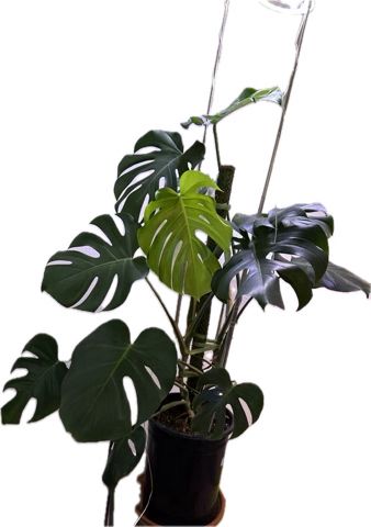 Sticker photo of a monstera plant