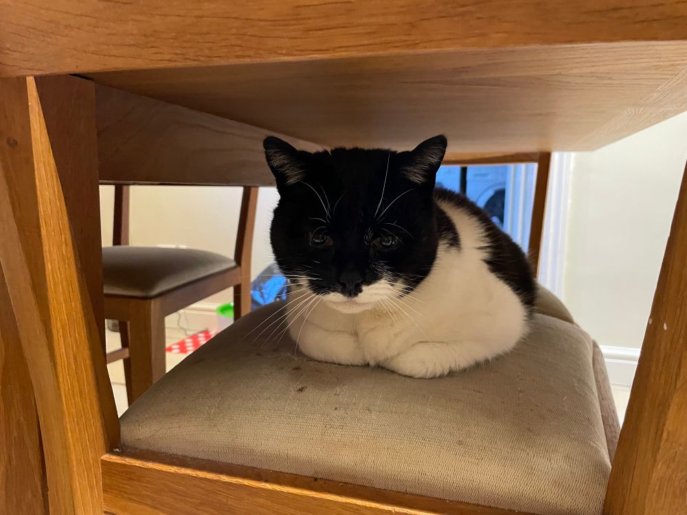 A black and white cat. He is sitting under a table on a chair 