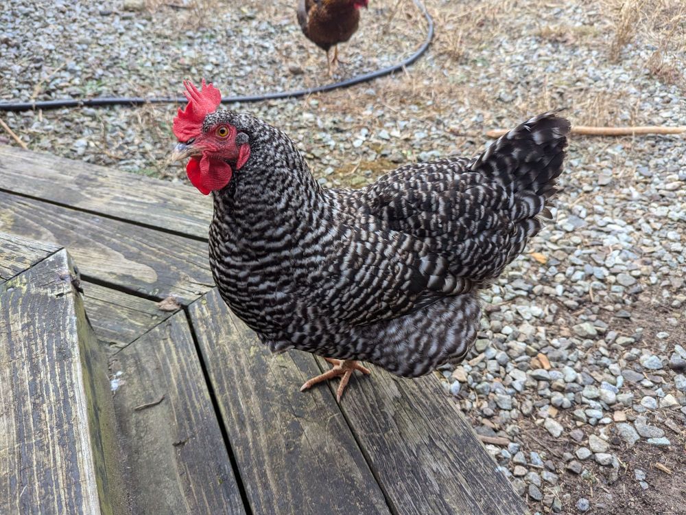 A black and white chicken.