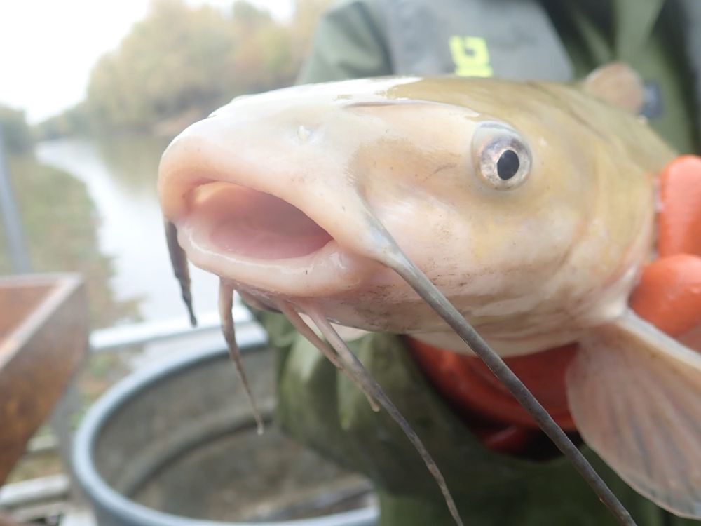 Closeup of channel catfish