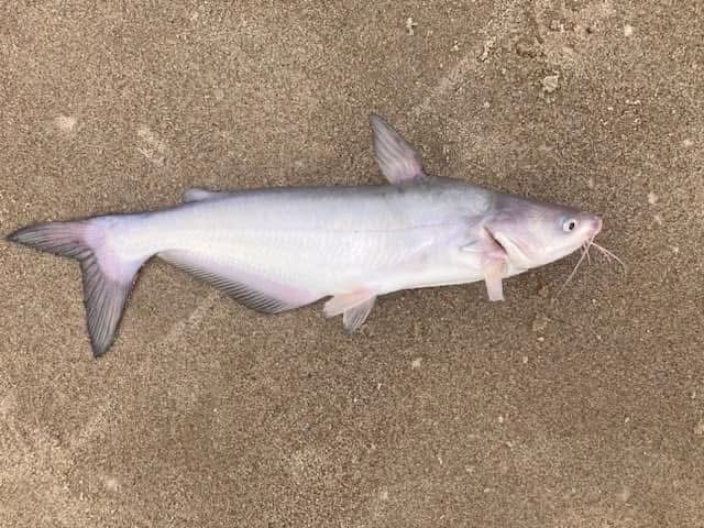 Blue catfish