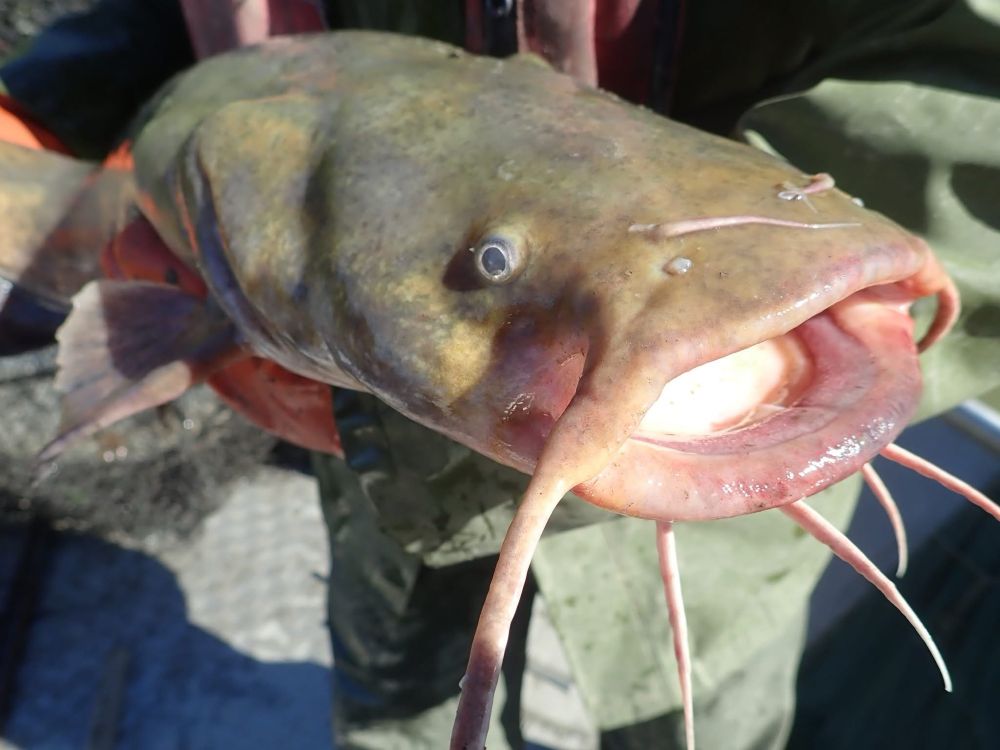 Closeup of Flathead catfish 