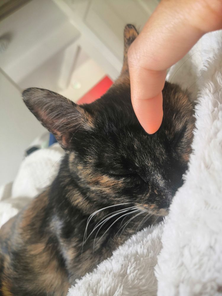 Tortoiseshell cat being pet while sleeping. Her name is Mirrus.