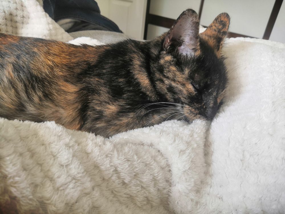 Tortoiseshell cat sleeping in white blanket.