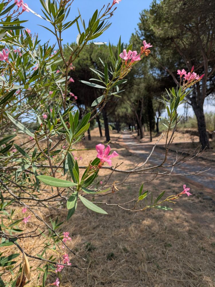 Fleur sur la Via Appia