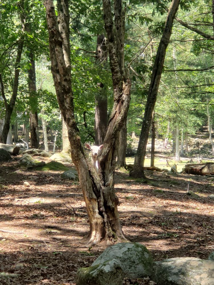 A doe peeking between a tree's trunk at the camera
