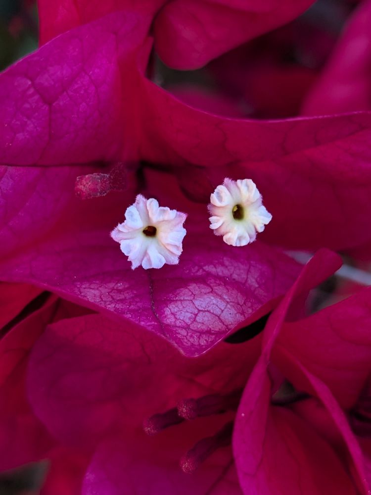 A close-up of two little bougainvillea flowers with magenta leaves. 
