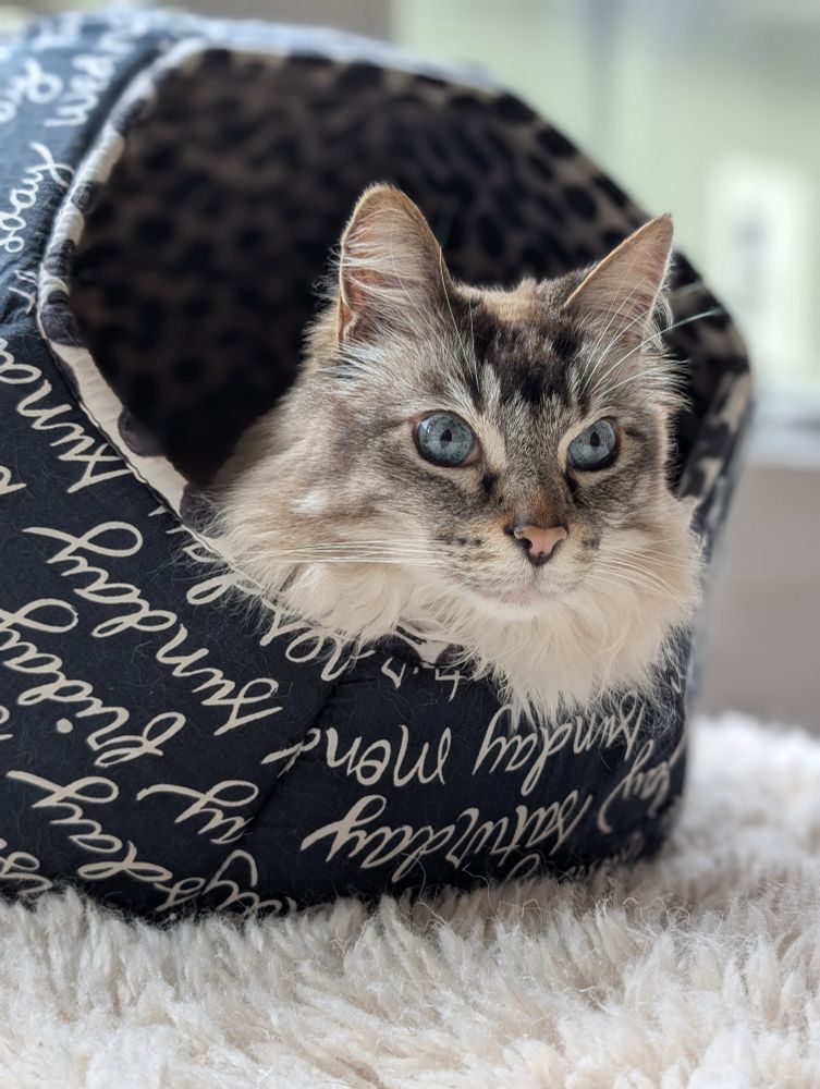 A gorgeous long-haired lynx-point cat with blue eyes, a striped face, and white mane pops his head out of his black and white cat cave on top of a cream sheepskin-like rug. He's looking toward the right side of the photo. 