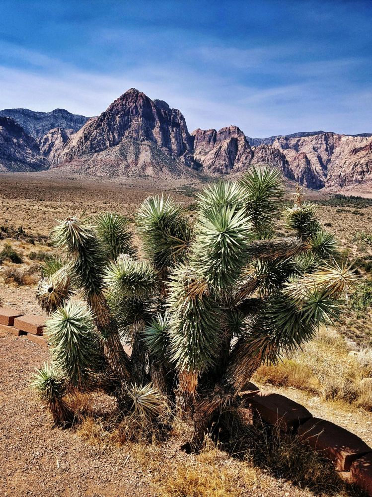 A yucca plant in the desert with mountains in the background. The sky is blue with wispy clouds. 