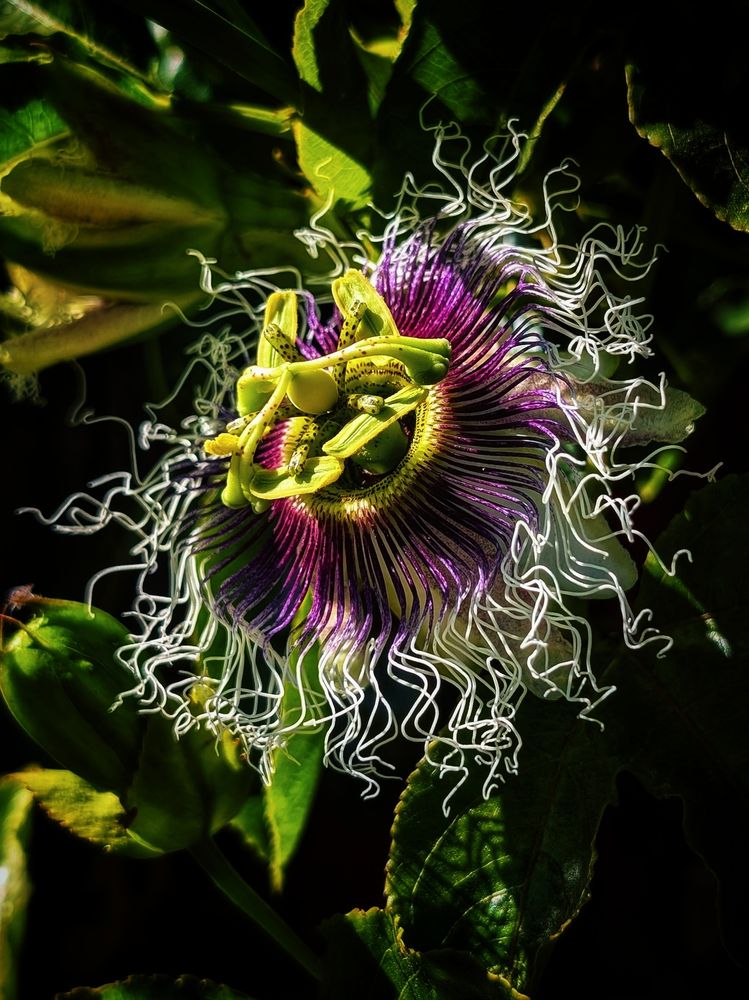A side view of a purple passion flower. It has strange, curly wire-like strands that are white on the ends and purple in the center and a green propeller like center. There are green leaves in the background. 