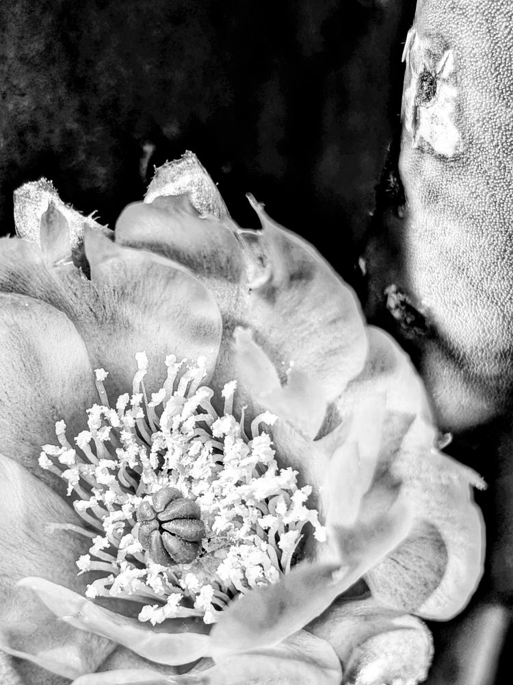 Black and white closeup of a cactus flower. The left side and bottom are cropped out and there's a bit of cactus visible above it. The main part of the cactus is in shadows and the light is hitting the part closest to the right side. 