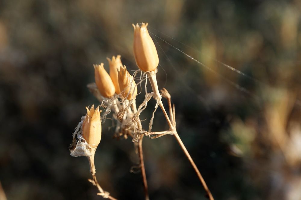 The image shows seed capsules from a plant, a species of Silene, also known as "Sleepy Catchfly" or "Bladder Campion."
Several pale orange or yellow seed capsules are visible. The capsules have a bell-shaped or urn-like shape and are located at the top of thin, dry stems. Some of the capsules have remnants of dried petals or sepals attached to the base.
Fine webs or silk filaments can be seen extending between the stems and the capsules. The stems are dry and light brown.
The plant is illuminated by warm light, possibly from the sun, which highlights its color. The background is out of focus and dark, making the main subject stand out.