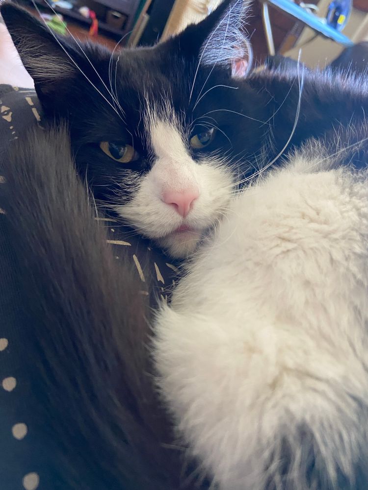 Black and white cat with a pink nose snuggles on its owner 