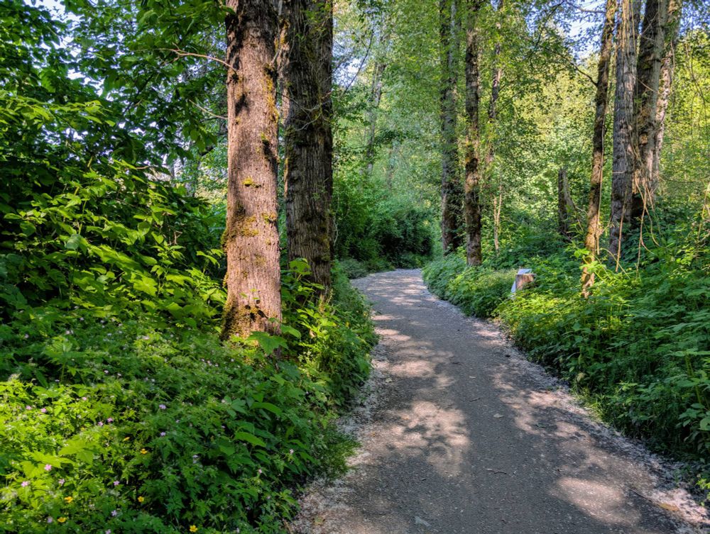 A riding path through cottonwood trees in all its greenery. 