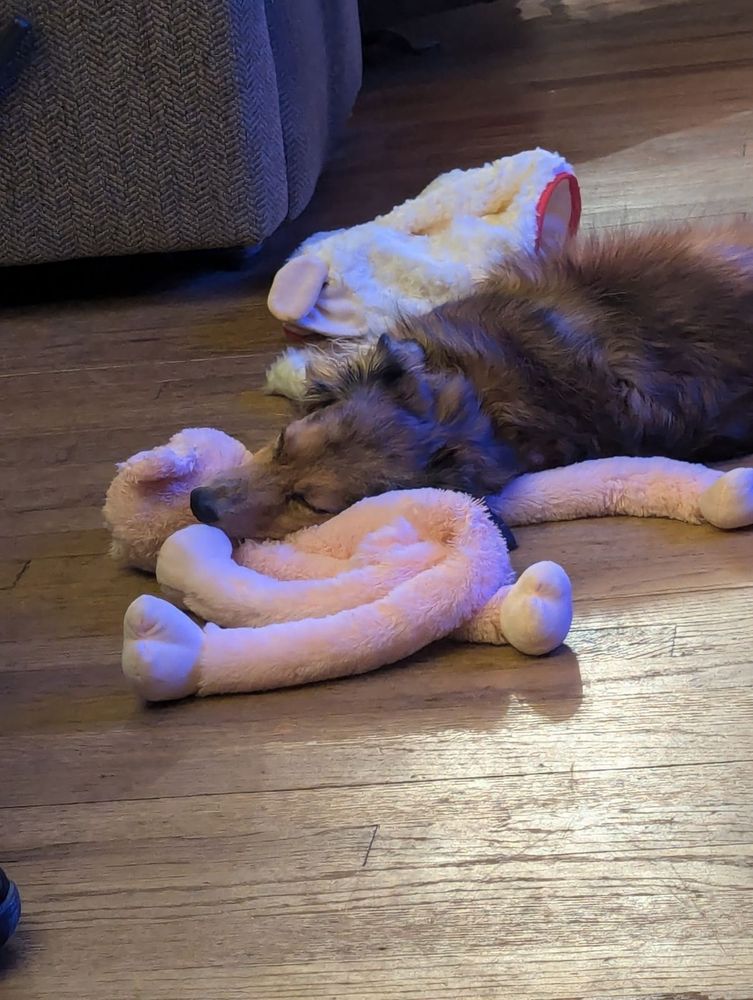 A brown dog sleeps with 2 fluffy toys on a hardwood floor