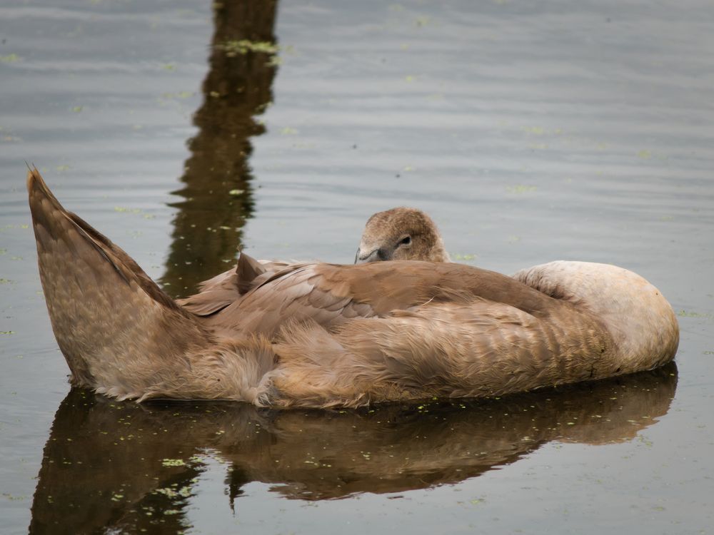 A juvenile swan eyes me sleepily from the water.