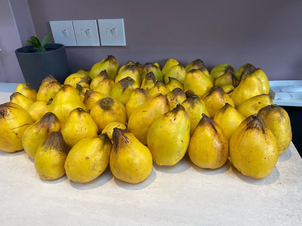 A collection of just over 50 quinces harvested from my tree today. Now the question is what on earth do I do with them all?