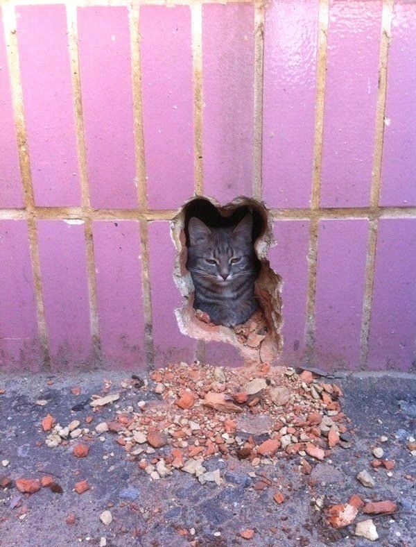 Cat in perfectly shaped hole