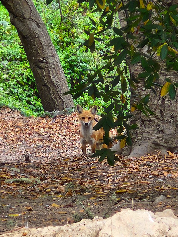 Both: baby fox (kit) 