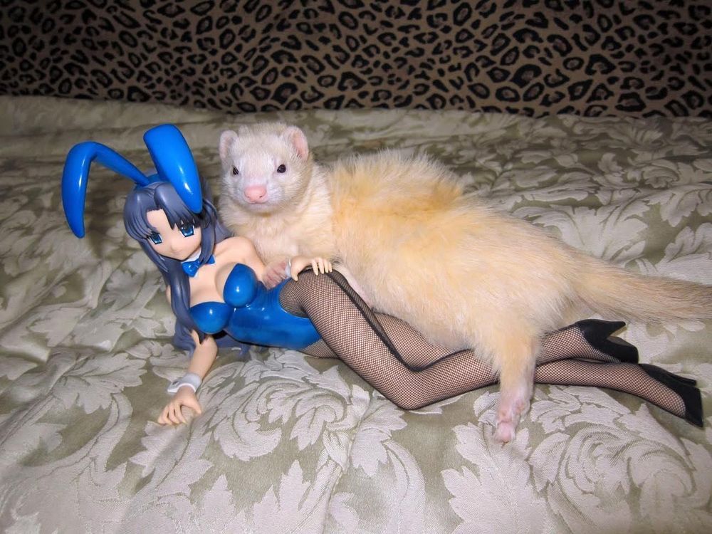 sexy anime figurine with cute little ferret