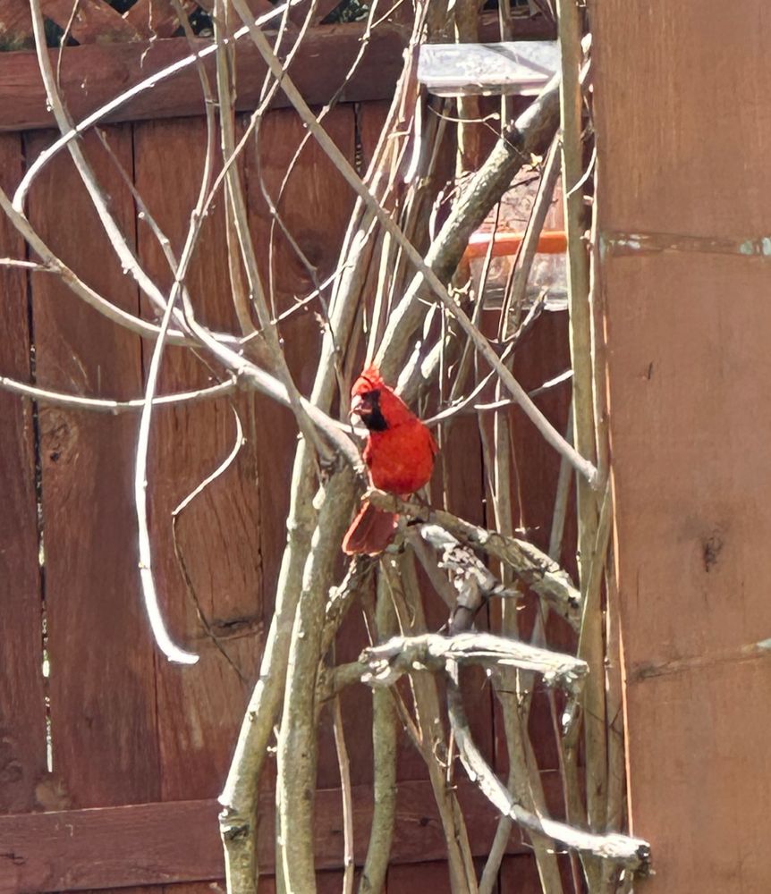 A male cardinal sitting on a vine