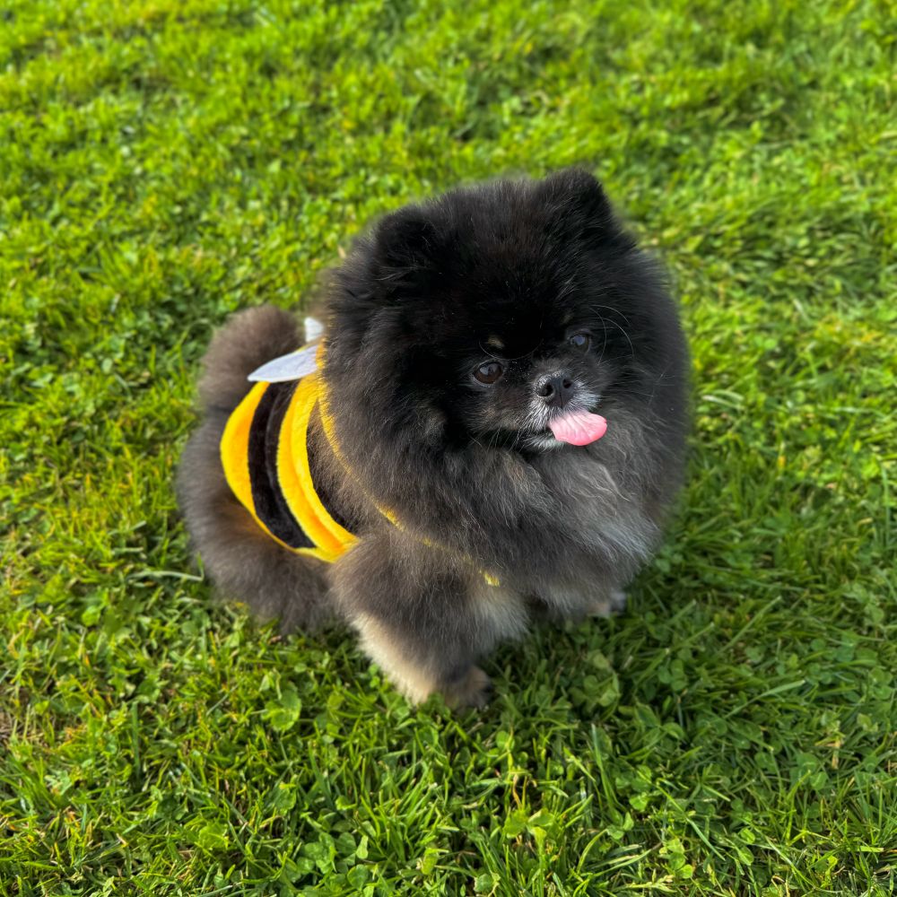 a black and tan pomeranian wearing a vest to resemble a bee. she is sticking her tongue out. her fur is floofed around the vest, she can not be contained